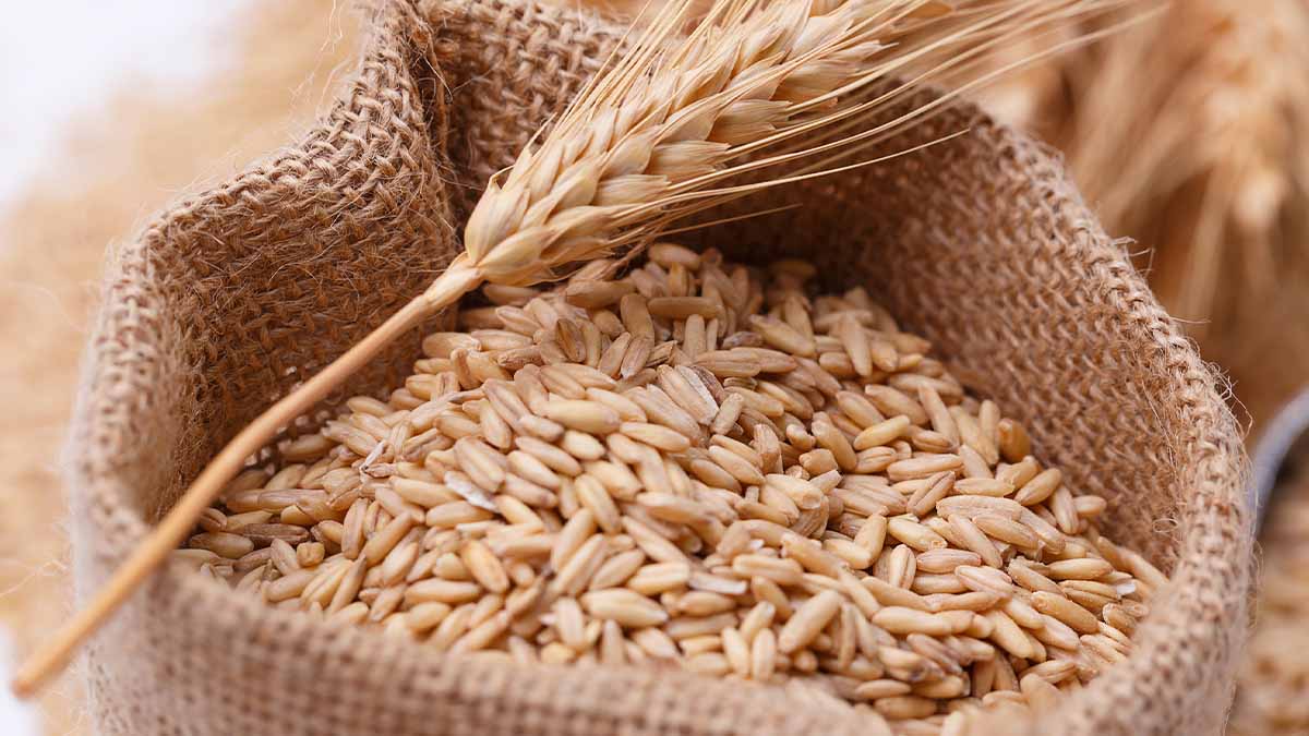 Tipos de trigo y cómo cocinarlo: del grano a la harina 