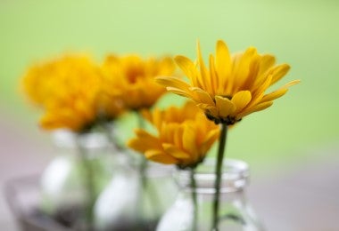 Flores frescas de manzanilla en jarrones pequeños, ideales para decorar y aromatizar recetas culinarias