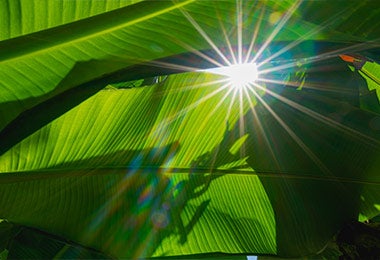 Hojas de plátano grandes brillando con el sol