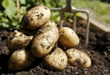 Tipos de papa acabadas de sacar del cultivo para preparar ensaladas